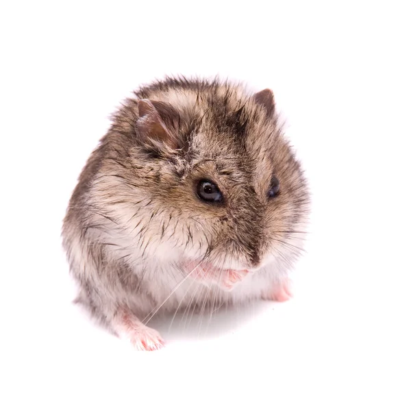 Pequeno hamster anão — Fotografia de Stock