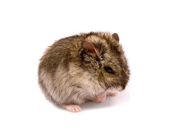 Kleine dwerg hamster — Stockfoto