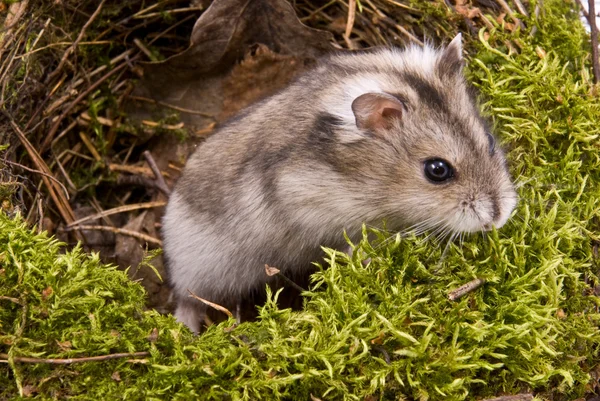 stock image Little dwarf hamster