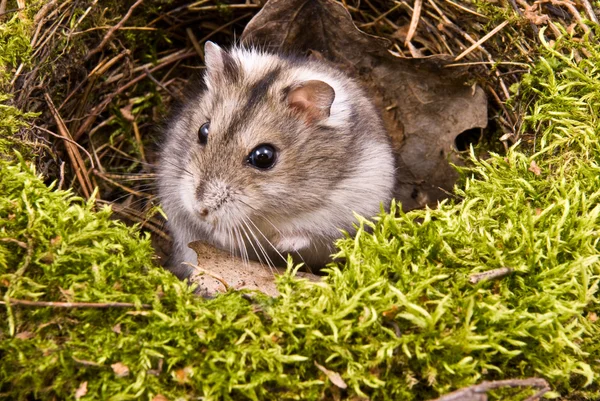 Lilla hamster — Stockfoto