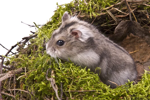 Little dwarf hamster — Stock Photo, Image