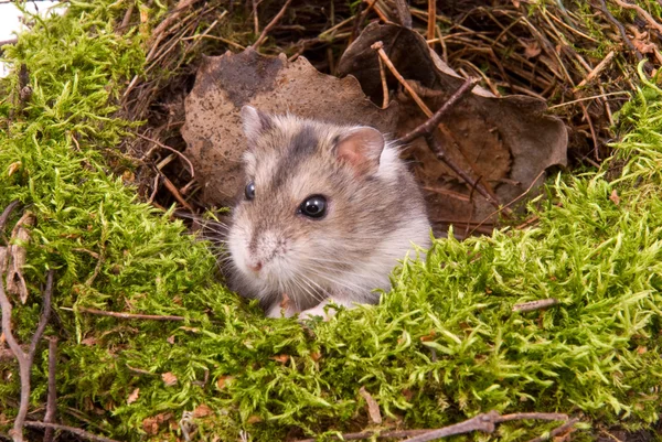 stock image Little dwarf hamster