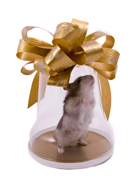 Pequeno hamster anão na caixa de presente — Fotografia de Stock