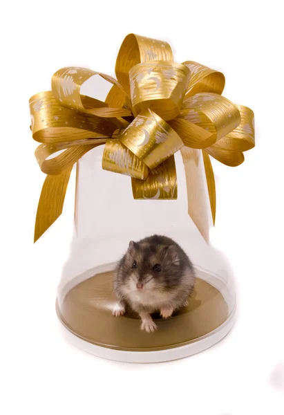 Pequeno hamster anão na caixa de presente — Fotografia de Stock