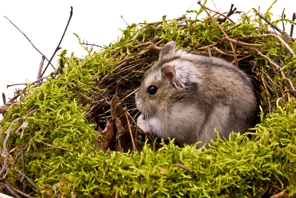 stock image Little dwarf hamster