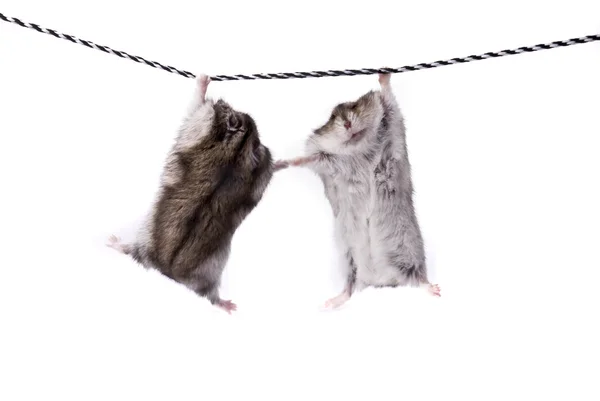 Two funny dwarf hamsters on a rope — Stock Photo, Image