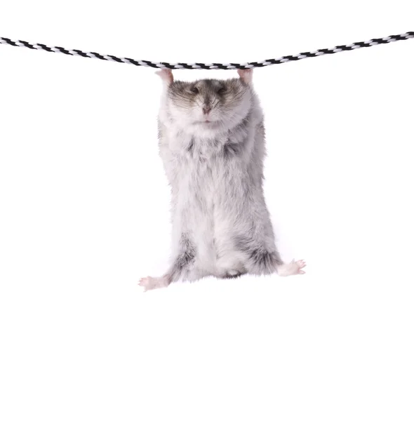 Bir ip üzerinde küçük bir cüce hamster — Stok fotoğraf