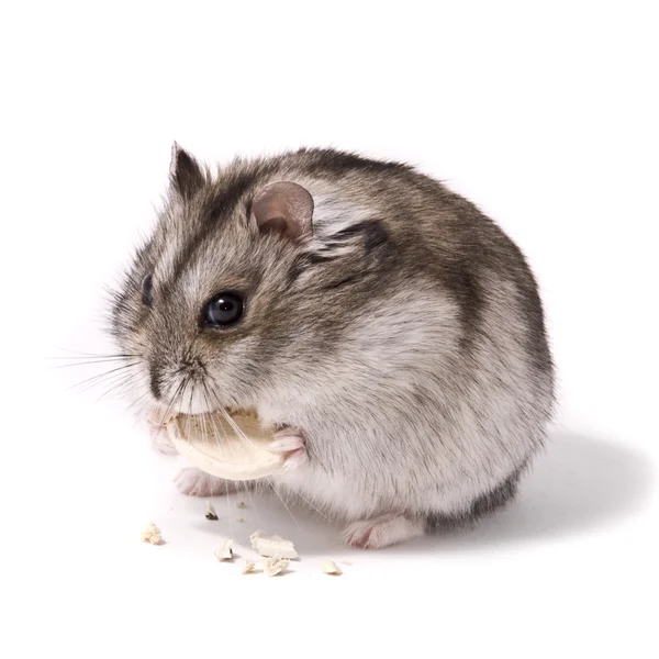 Liten dvärg hamster äter pumpafrön — Stockfoto