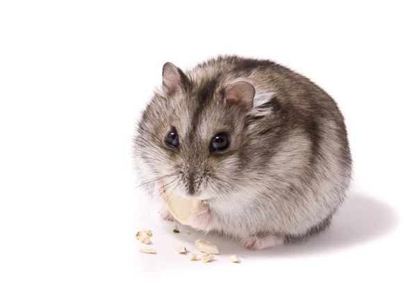 Pequeno hamster anão comendo semente de abóbora — Fotografia de Stock