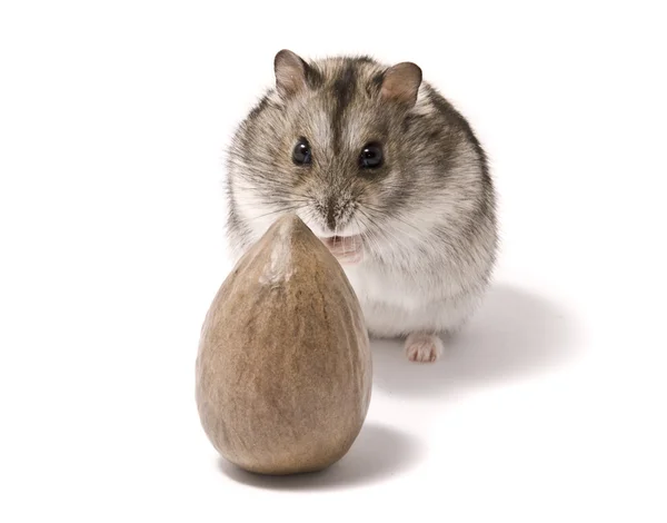 Pequeno hamster anão e noz — Fotografia de Stock