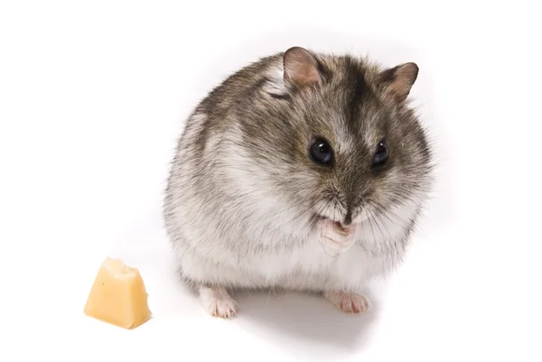 Peynir yeme küçük cüce hamster — Stok fotoğraf