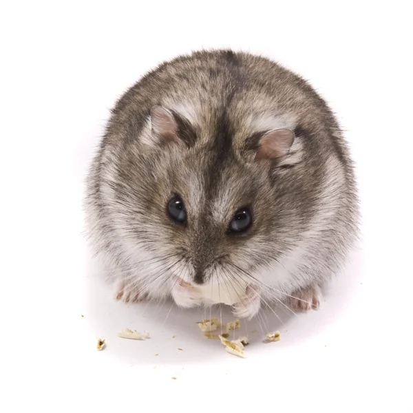 Petit hamster nain — Photo