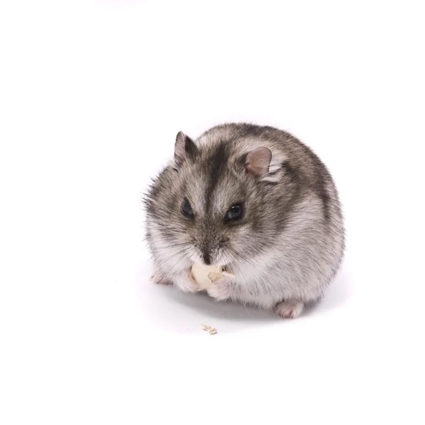 Kabak çekirdeği yemek küçük cüce hamster — Stok fotoğraf