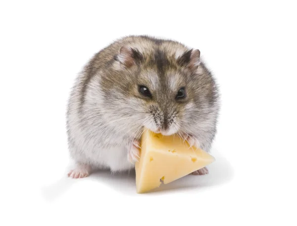 Маленький карликовый хомяк ест сыр — стоковое фото