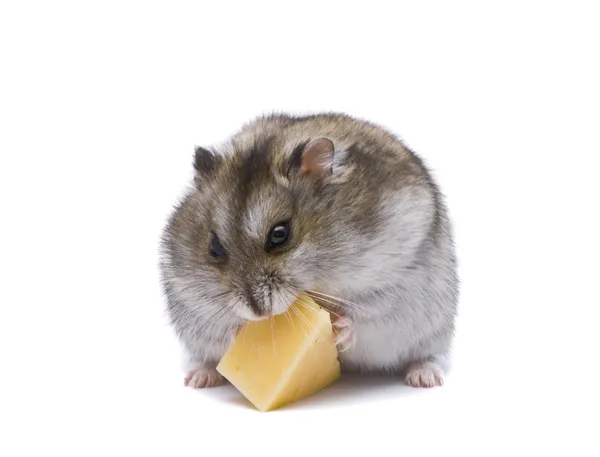 Pequeno hamster anão comendo queijo — Fotografia de Stock