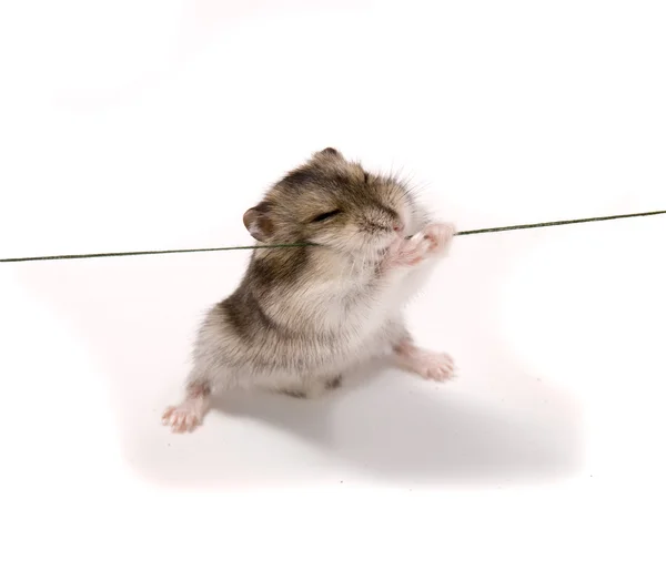 Bir ip üzerinde küçük bir cüce hamster — Stok fotoğraf