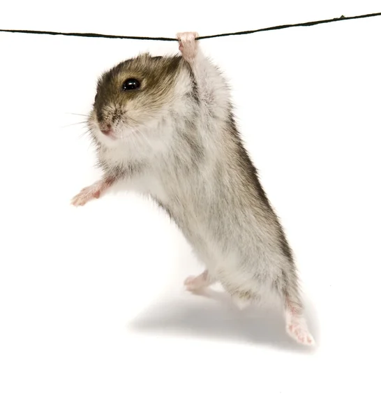 Little dwarf hamster on a rope — Stock Photo, Image