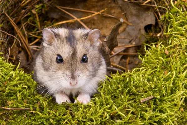 Pequeno hamster anão Imagens De Bancos De Imagens