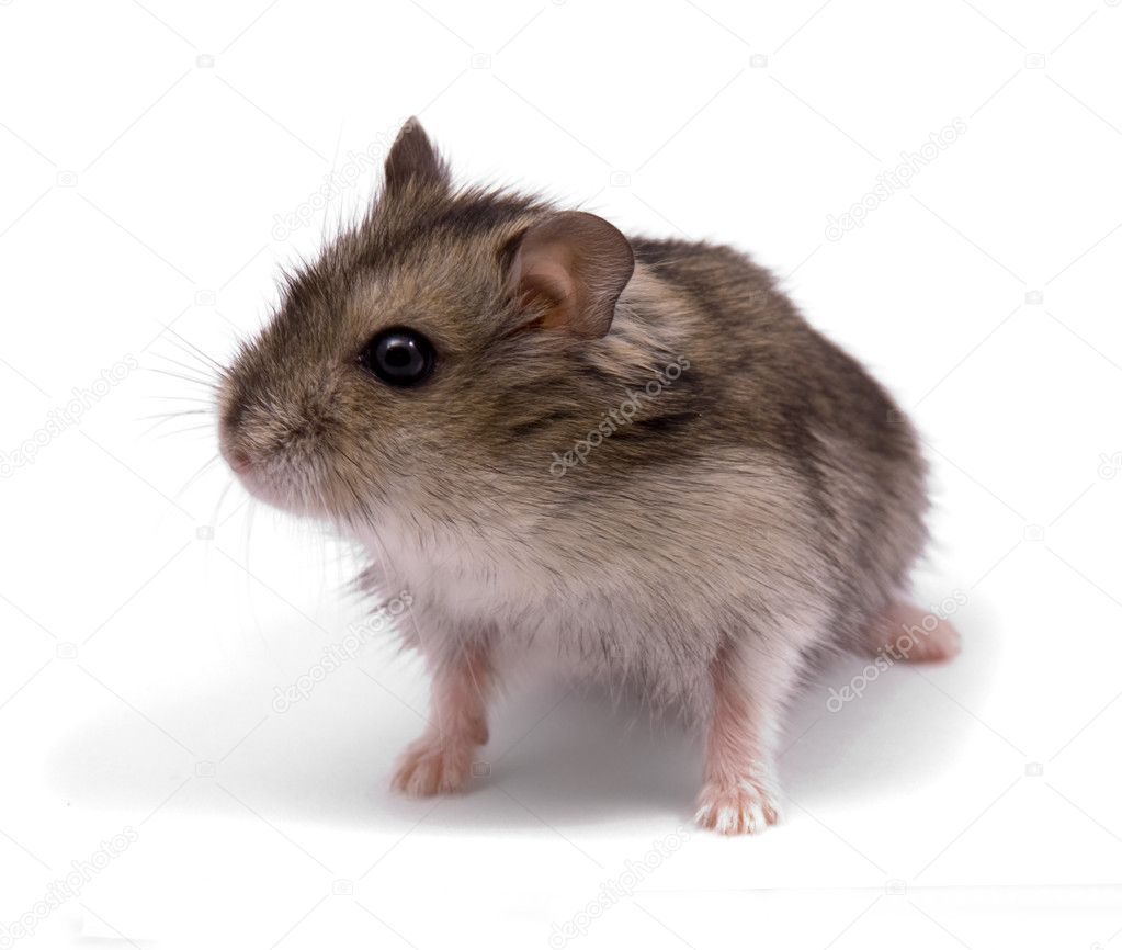 Little dwarf hamster