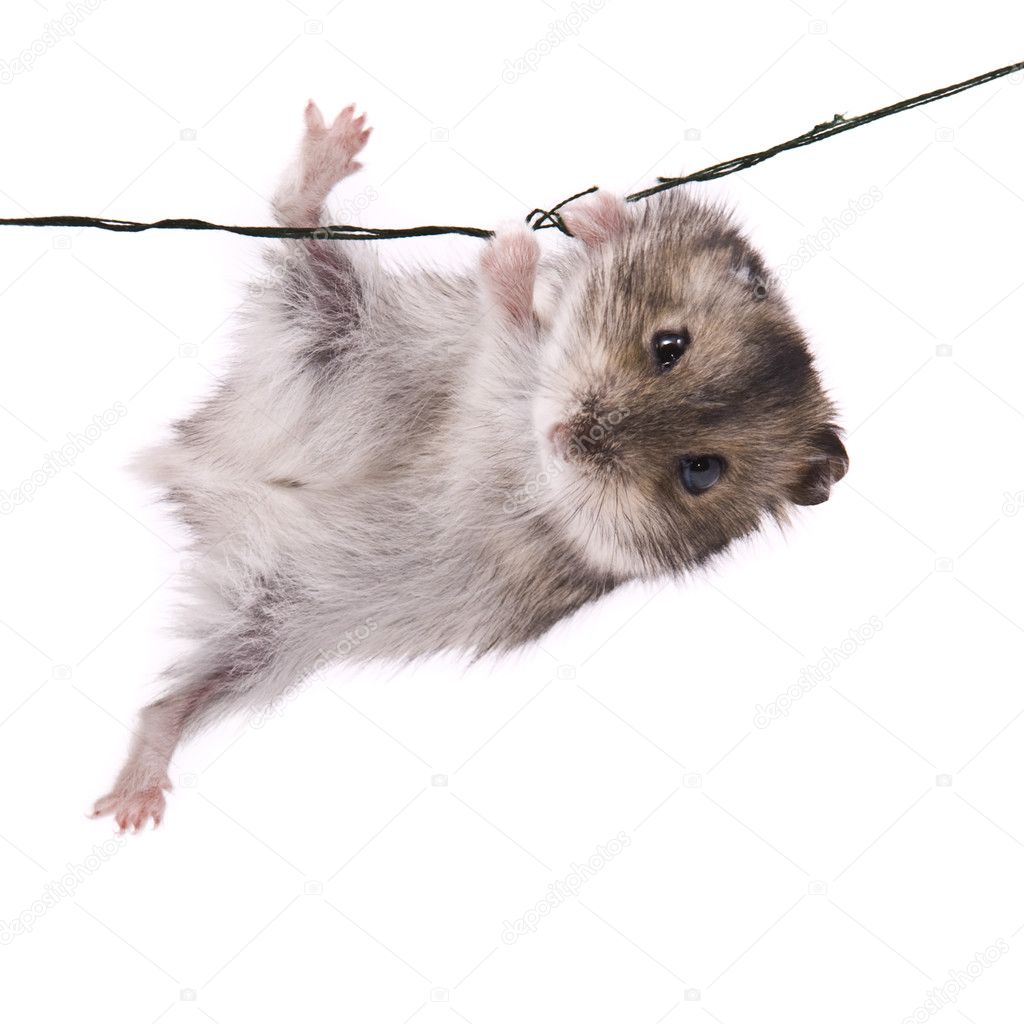 Little dwarf hamster on a rope