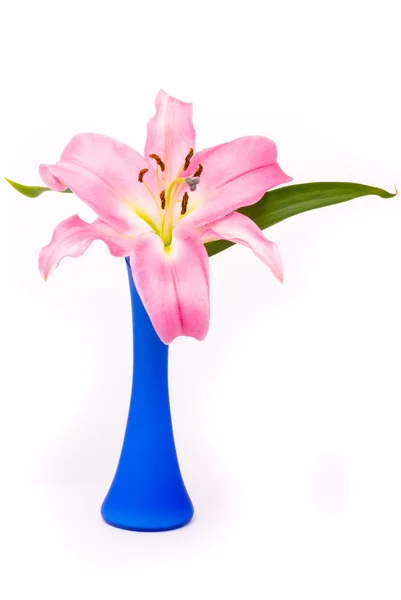 Różowa lilia w niebieskim wazonie na białym tle — Zdjęcie stockowe