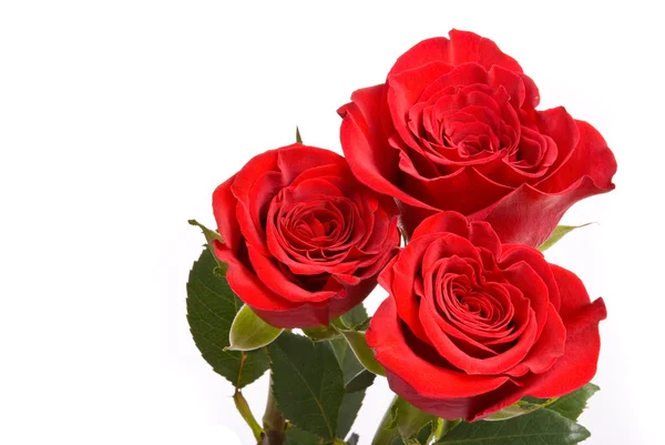 Red roses on a studio white background. — Stock Photo, Image