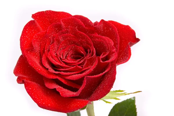 Red rose with water drops Royalty Free Stock Images