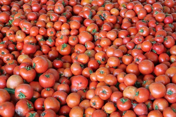 domates hasat zamanı