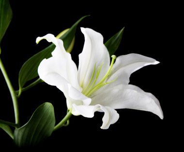 A white lily on the black background clipart