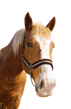 Head of the carthorse clipart
