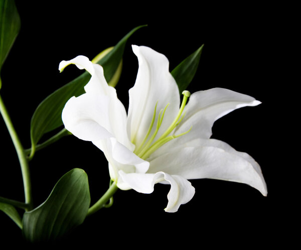 A white lily on the black background