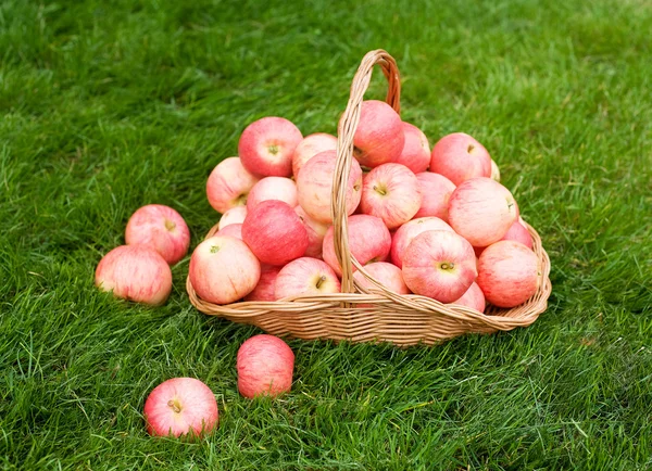 Pommes dans le panier — Photo