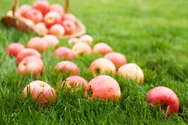 Jablka na trávě — Stock fotografie