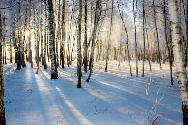 白樺林の日の出 — ストック写真