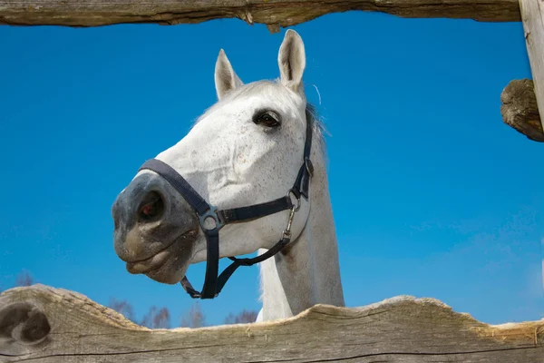 Der Kopf des hellgrauen Pferdes — Stockfoto