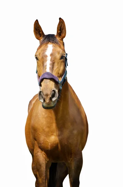 Das Pferd mit dem weißen Streifen — Stockfoto