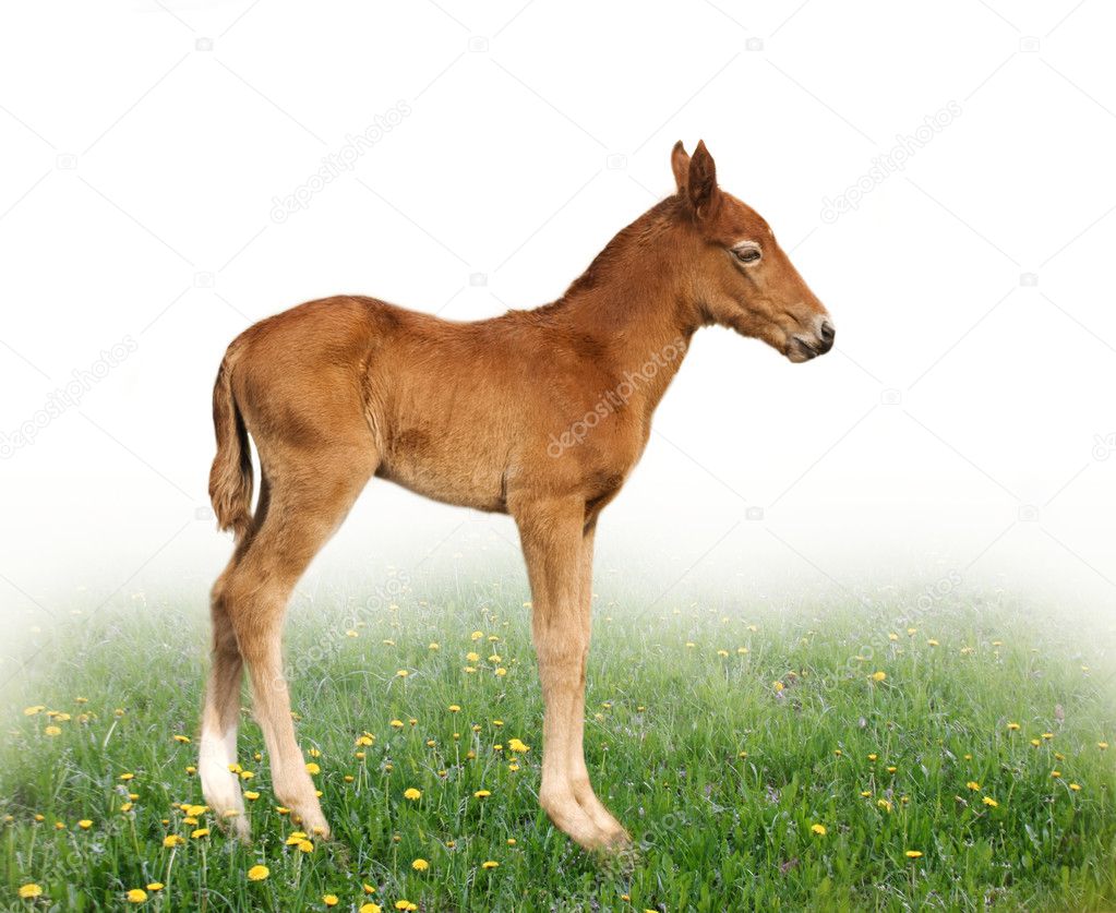 A newborn foal in profile