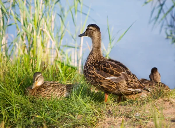 Mallard ducks — Stock Photo, Image
