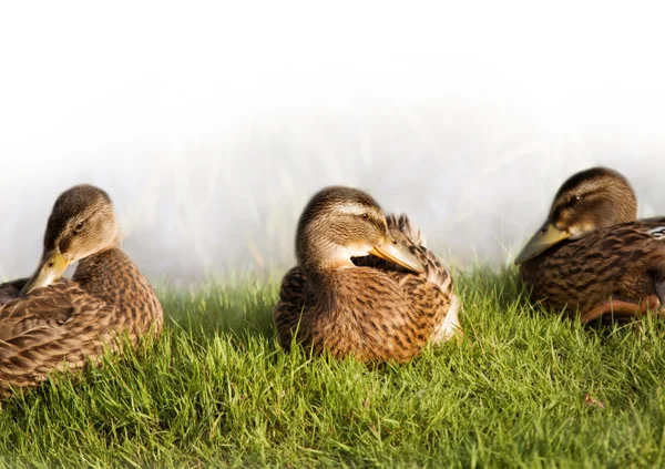 Młode kaczki krzyżówki — Zdjęcie stockowe
