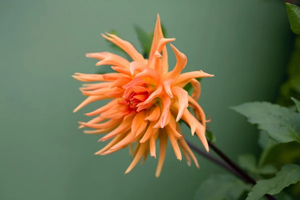 Оранжевый хризантем — стоковое фото