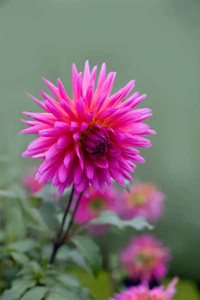 粉红色的菊花 — 图库照片