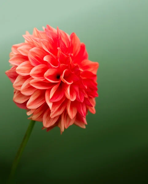 Crisantemo rojo — Foto de Stock