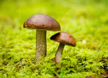 Squirrel's bread; Boletus edulis clipart