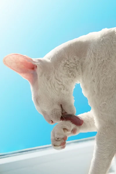 Gato branco lambe sua perna — Fotografia de Stock