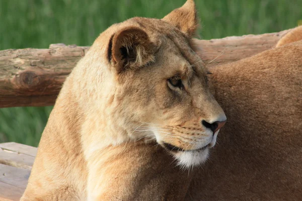 周りのライオン — ストック写真