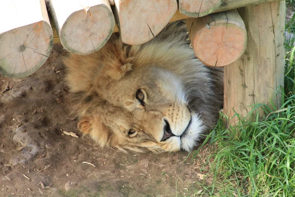 Молодой лев в зоопарке . — стоковое фото