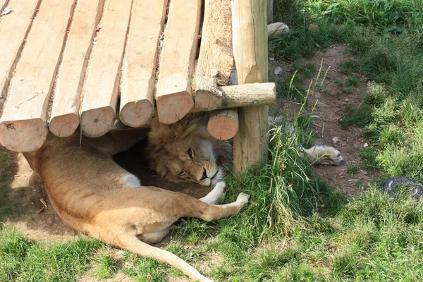 Lions au zoo — Photo