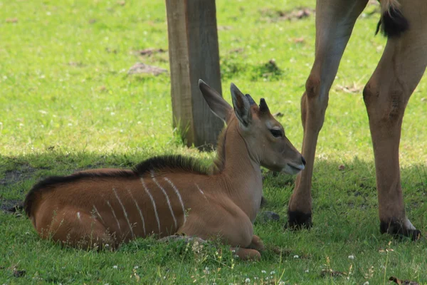 Baby-Gazelle — Stockfoto
