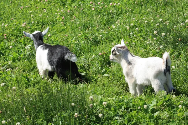 Baby Goats — Stock Photo, Image