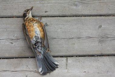 Dead Bird clipart